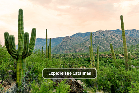 Explore the Catalina Mountains
